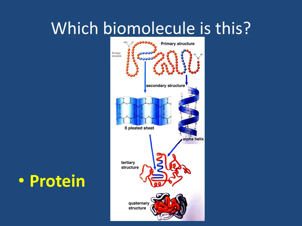 which biomolecule is this 15