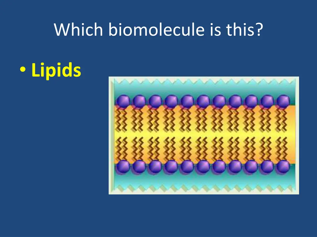 which biomolecule is this 16