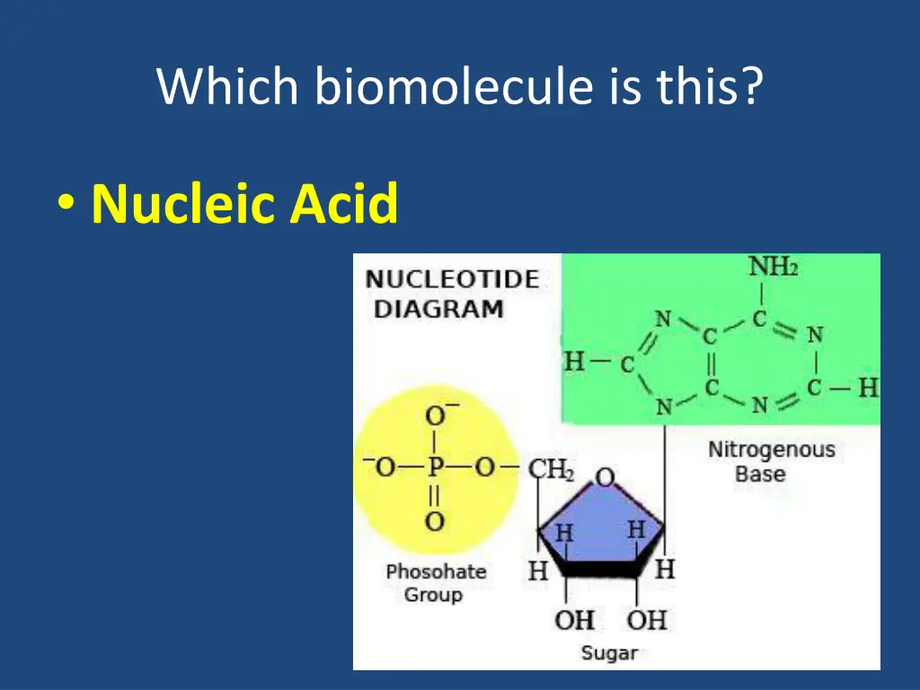 which biomolecule is this 17