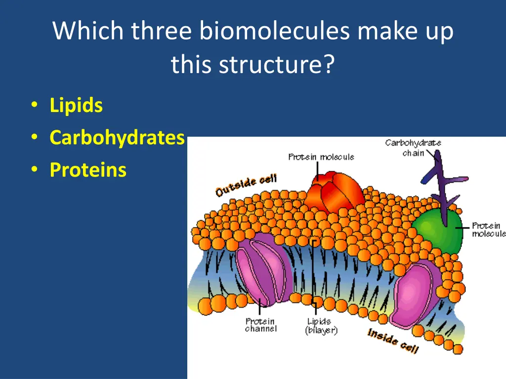 which three biomolecules make up this structure