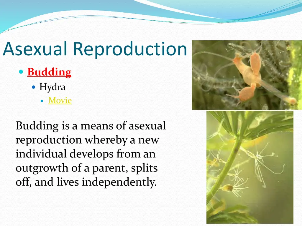 asexual reproduction 1