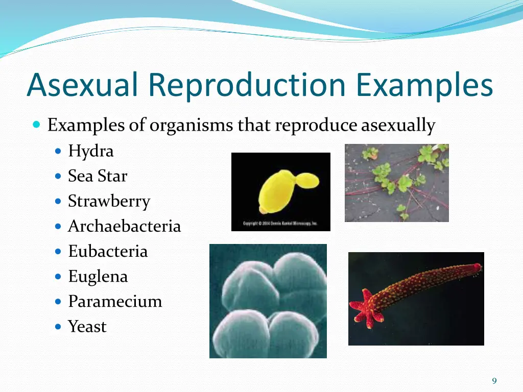 asexual reproduction examples