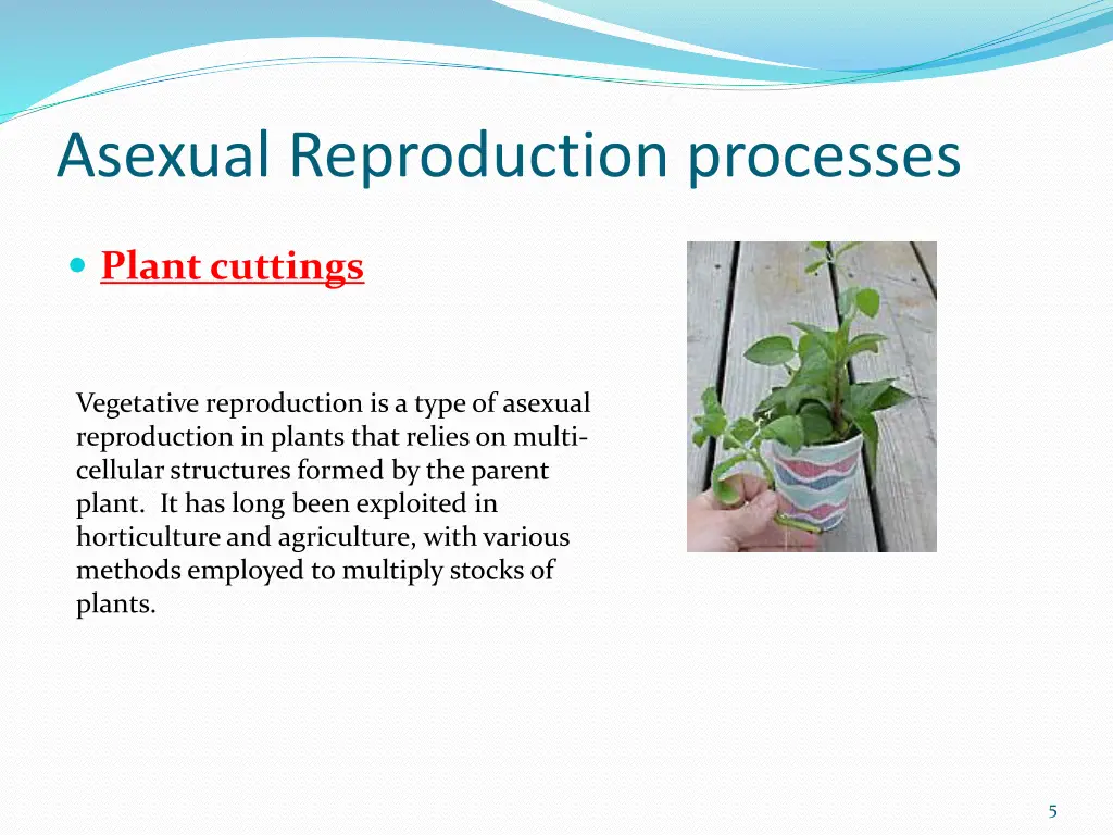 asexual reproduction processes 1