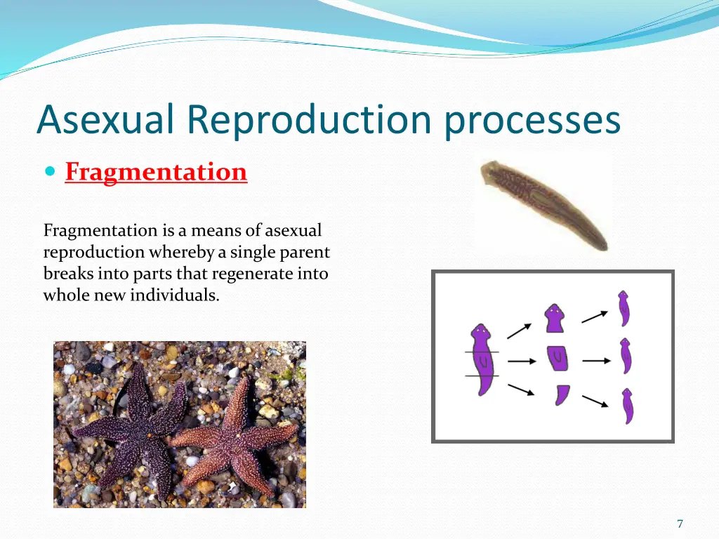 asexual reproduction processes 2