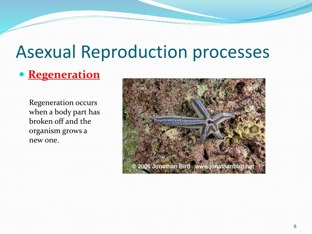 asexual reproduction processes 3