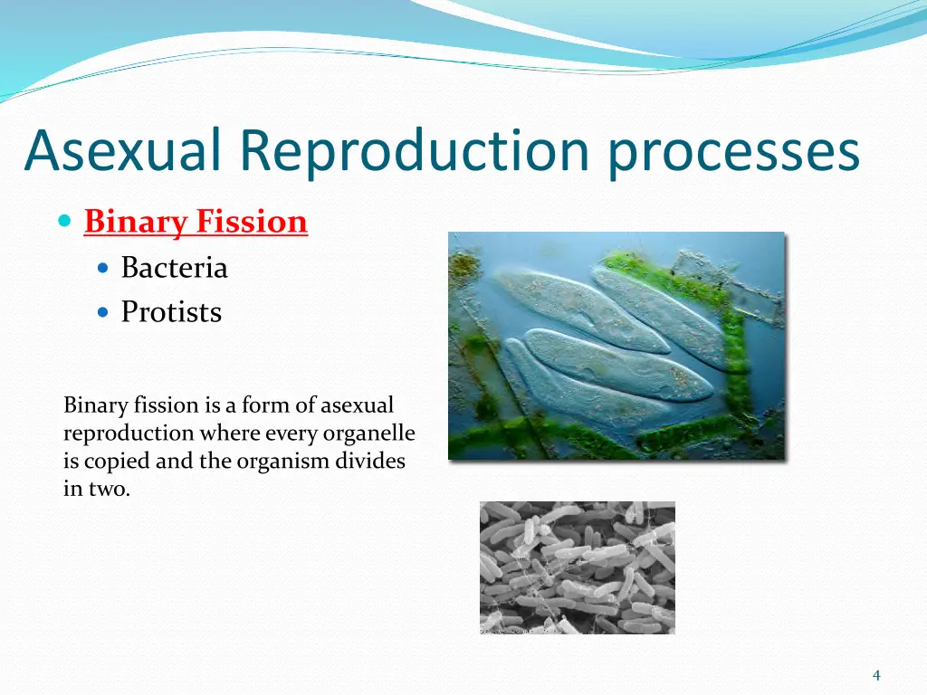 asexual reproduction processes