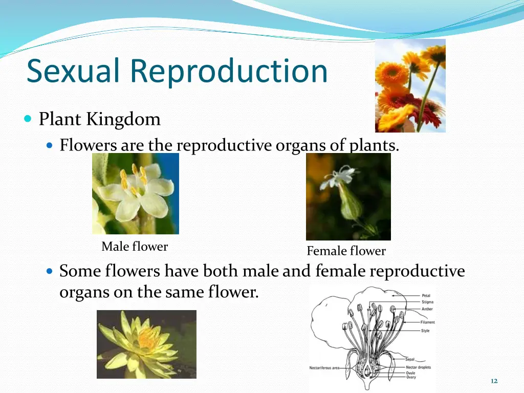 sexual reproduction 2