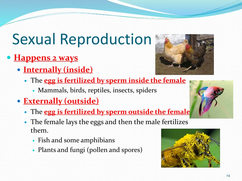 sexual reproduction 4