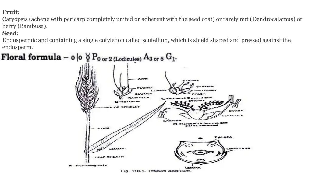 fruit caryopsis achene with pericarp completely