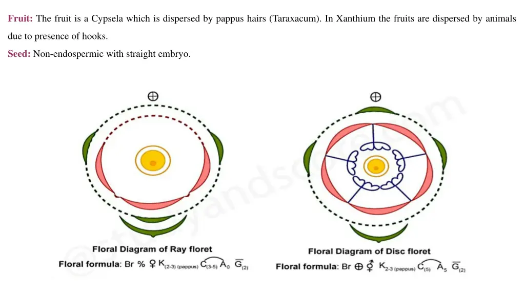 fruit the fruit is a cypsela which is dispersed