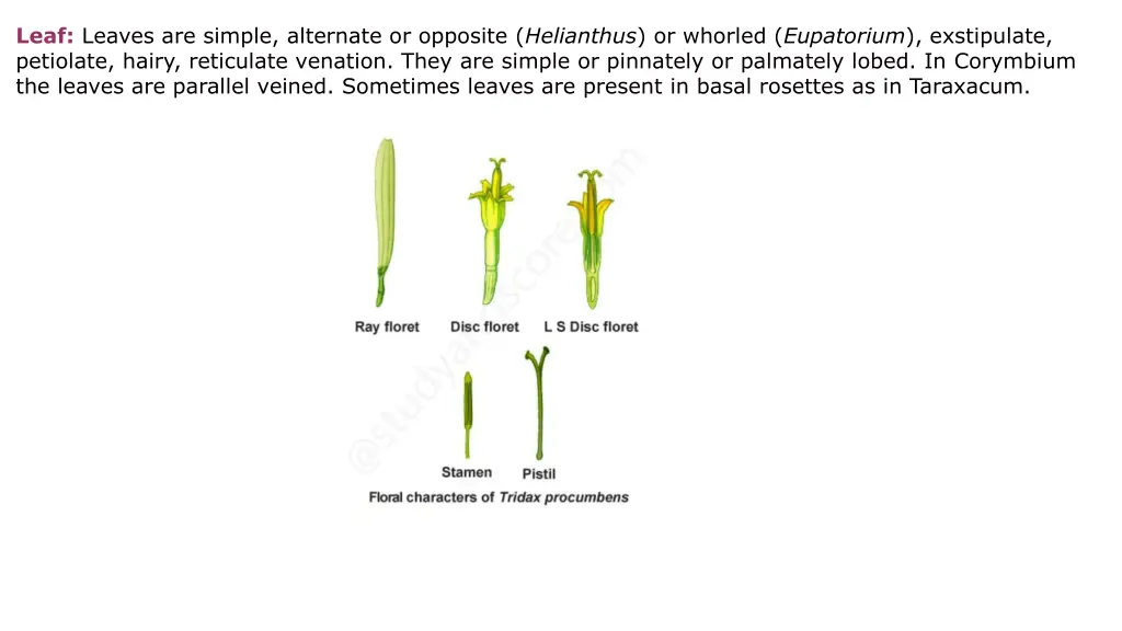 leaf leaves are simple alternate or opposite