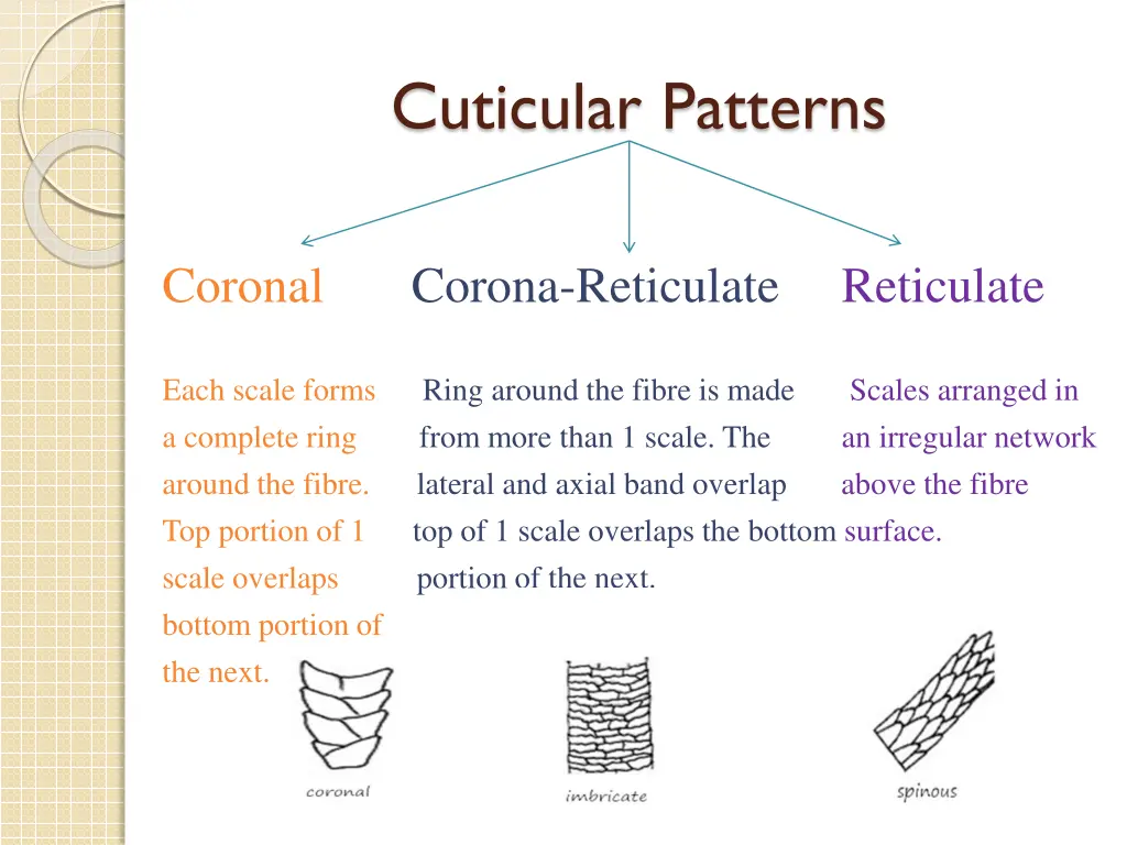 cuticular patterns