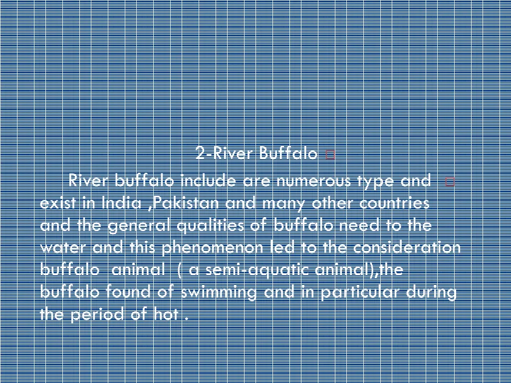 2 river buffalo