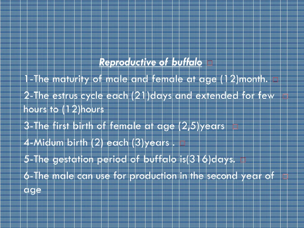 reproductive of buffalo