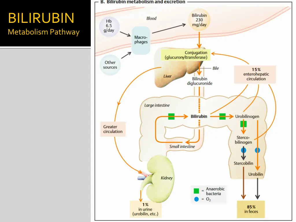 bilirubin metabolism pathway