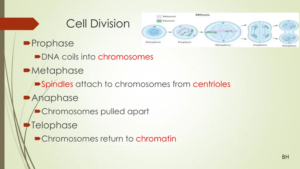 cell division