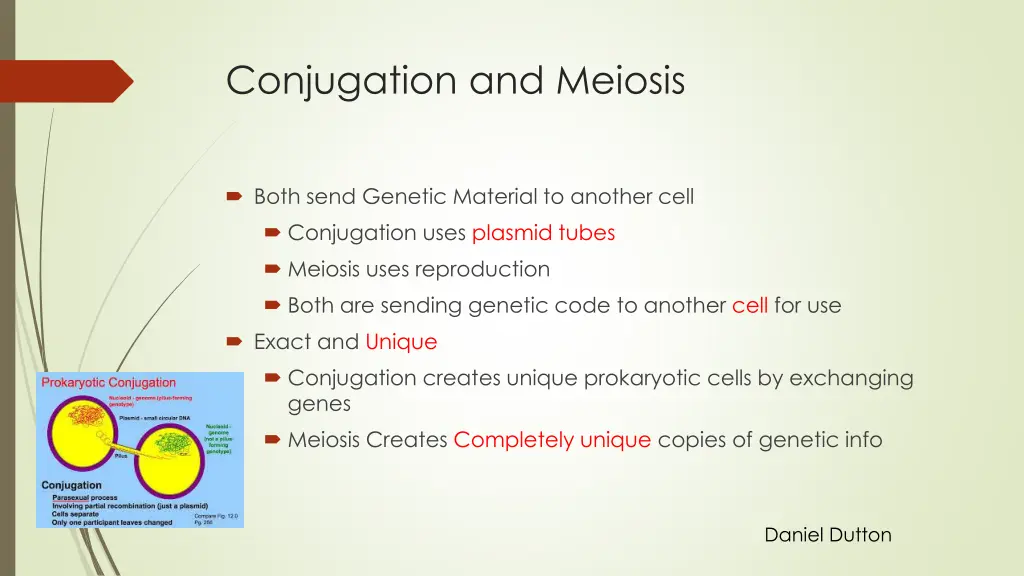 conjugation and meiosis