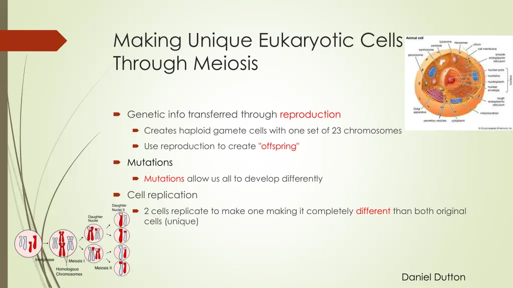 making unique eukaryotic cells through meiosis