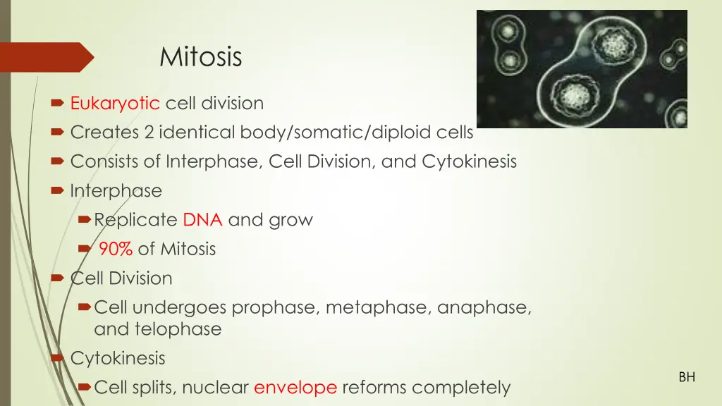 mitosis