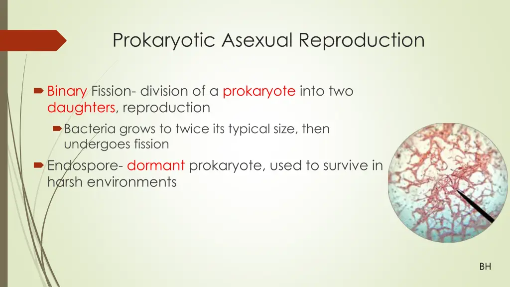 prokaryotic asexual reproduction