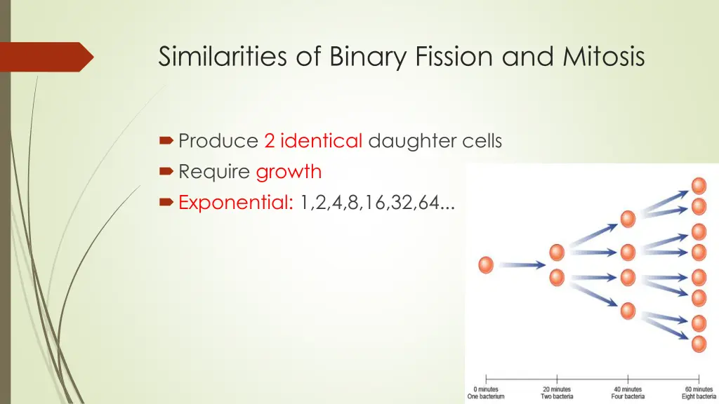 similarities of binary fission and mitosis