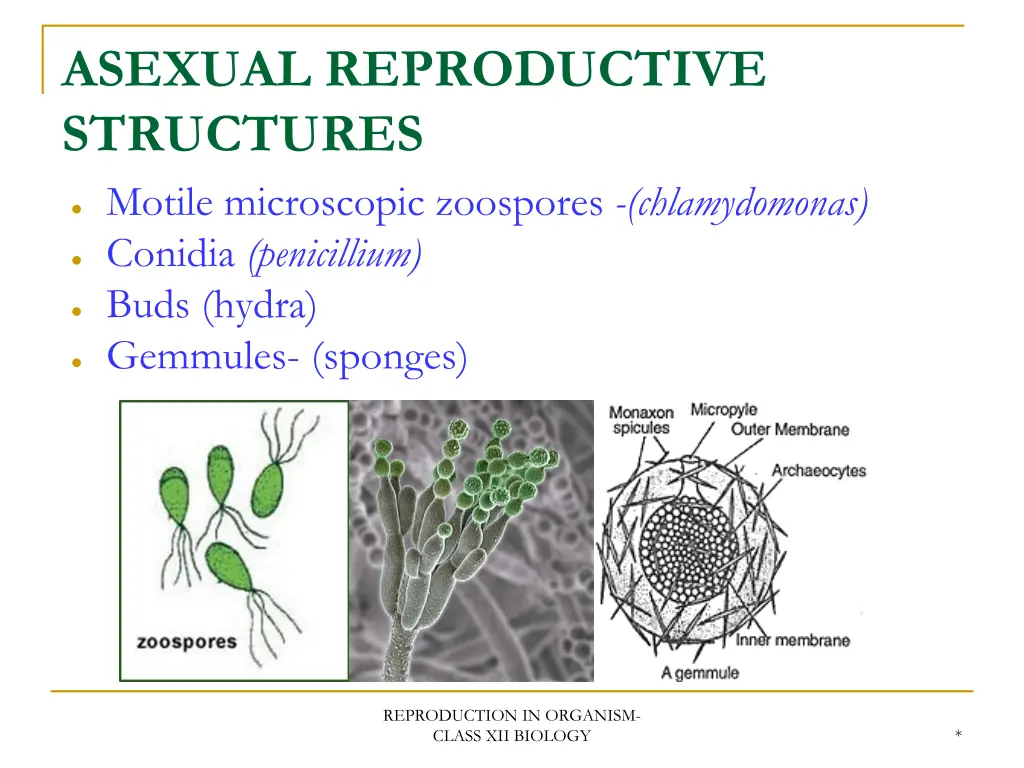 asexual reproductive structures