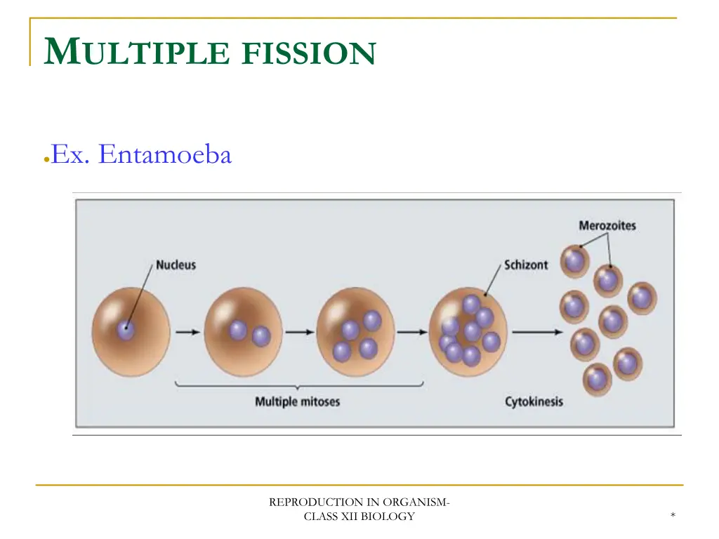 m ultiple fission