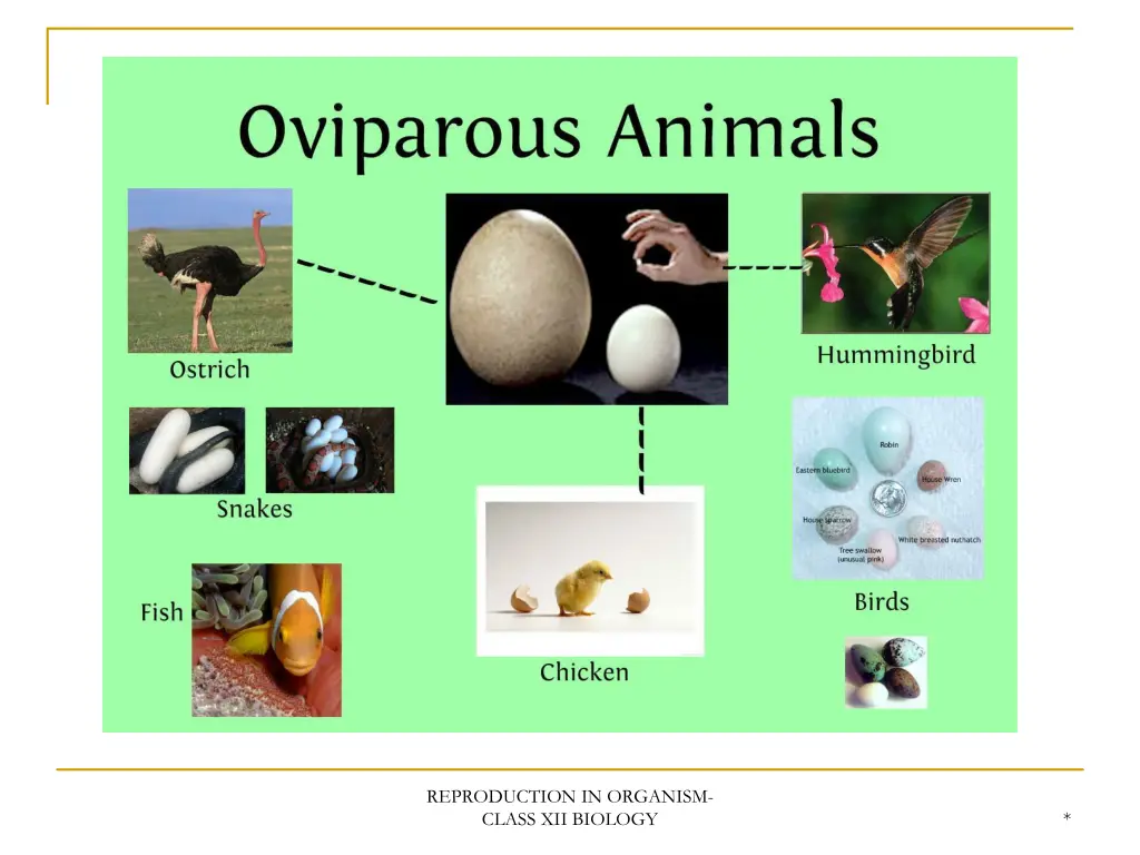 reproduction in organism class xii biology 1