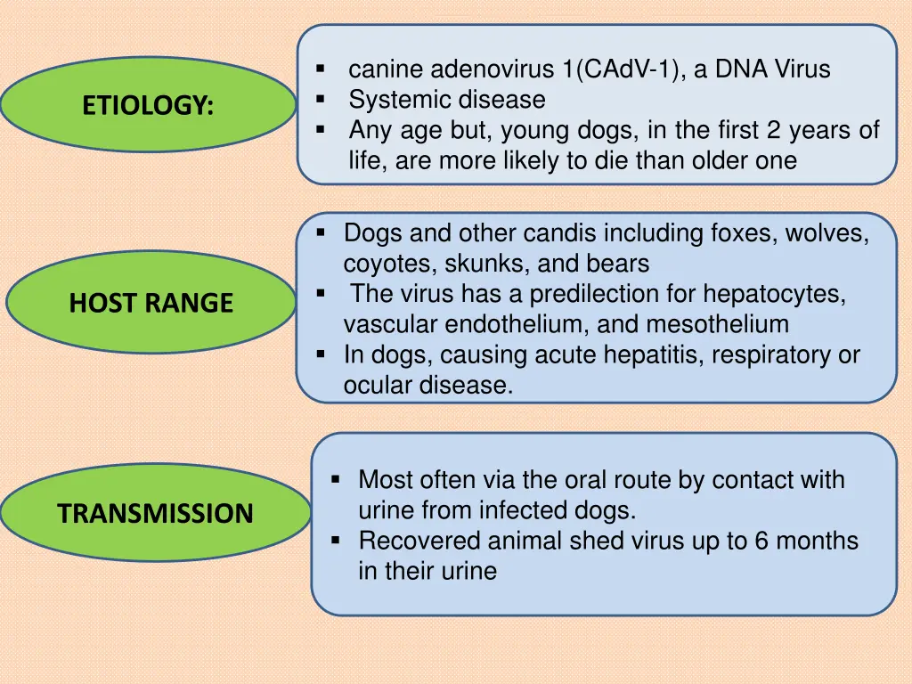 canine adenovirus 1 cadv 1 a dna virus systemic