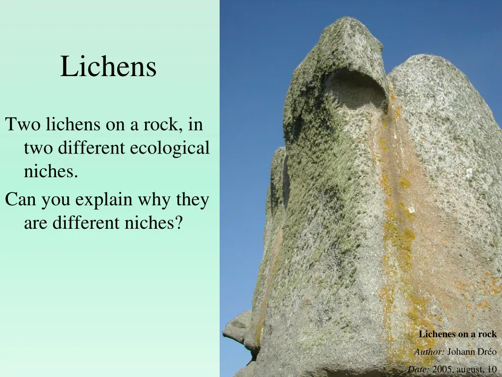 lichens