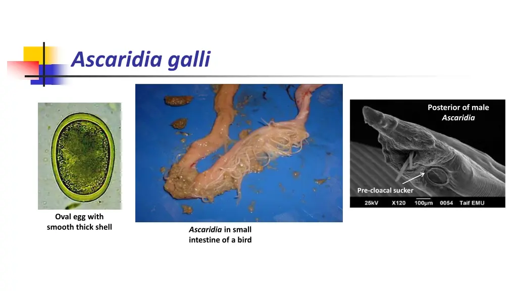 ascaridia galli