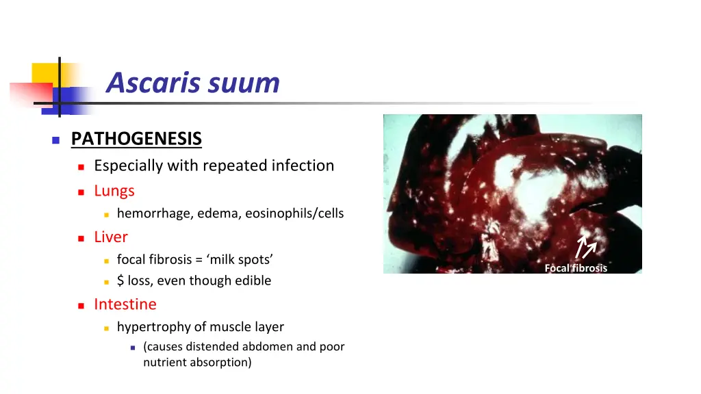 ascaris suum 2