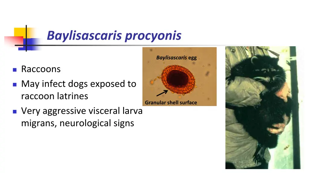 baylisascaris procyonis