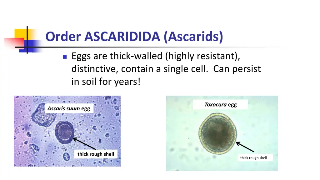 order ascaridida ascarids 1