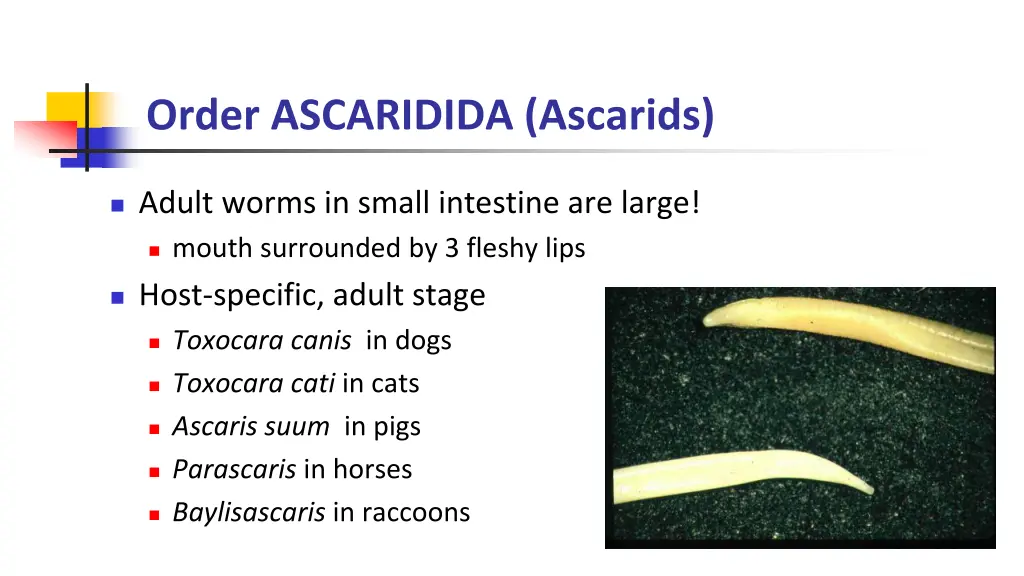 order ascaridida ascarids