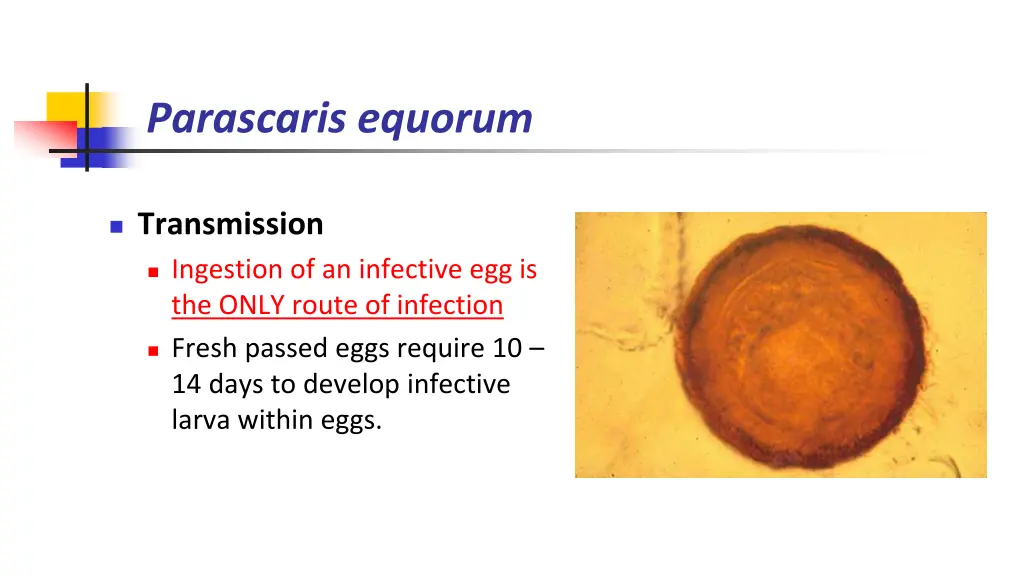 parascaris equorum 1