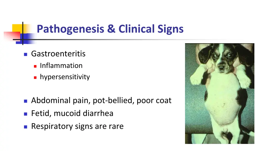 pathogenesis clinical signs