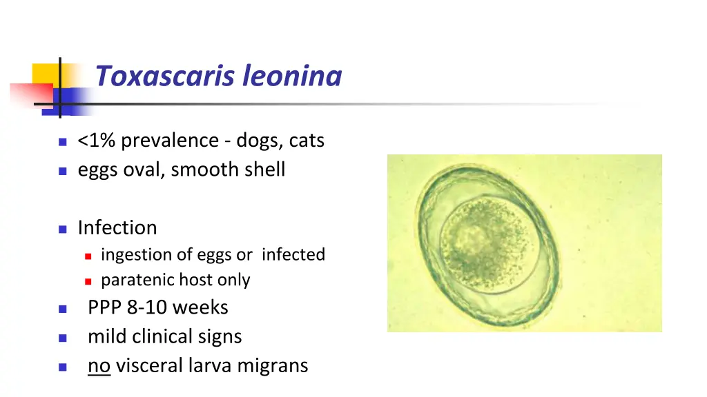 toxascaris leonina