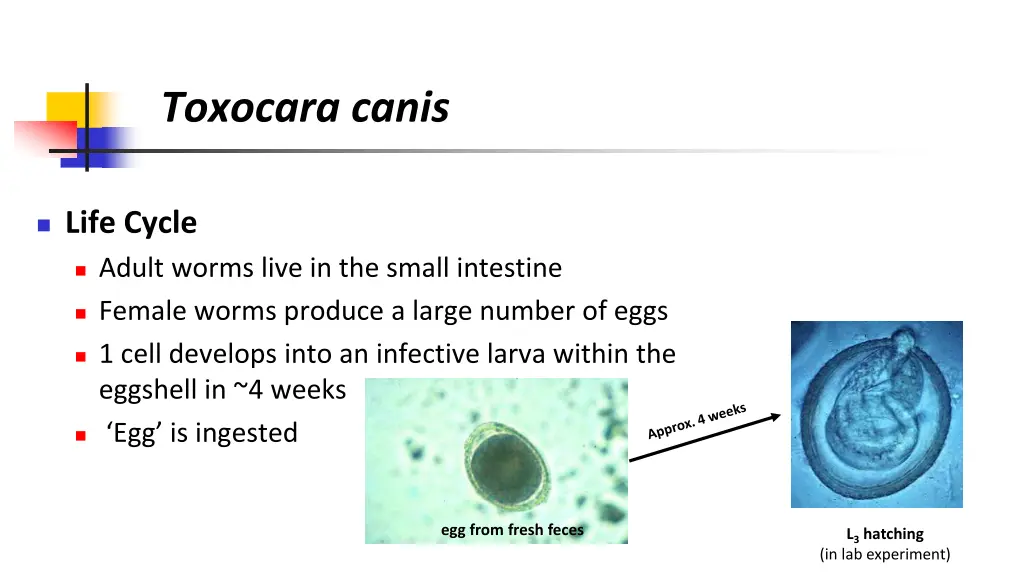 toxocara canis 1