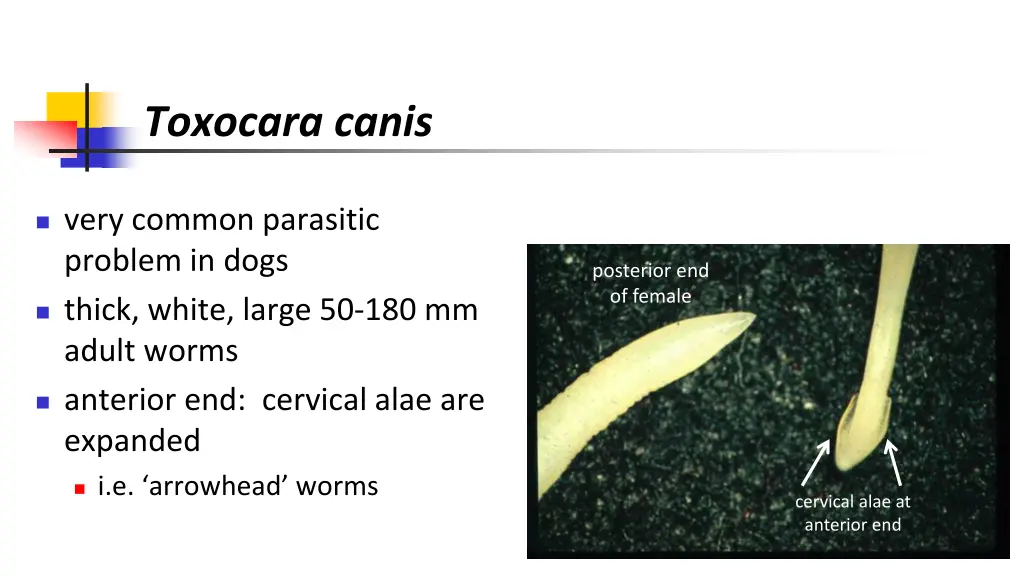 toxocara canis