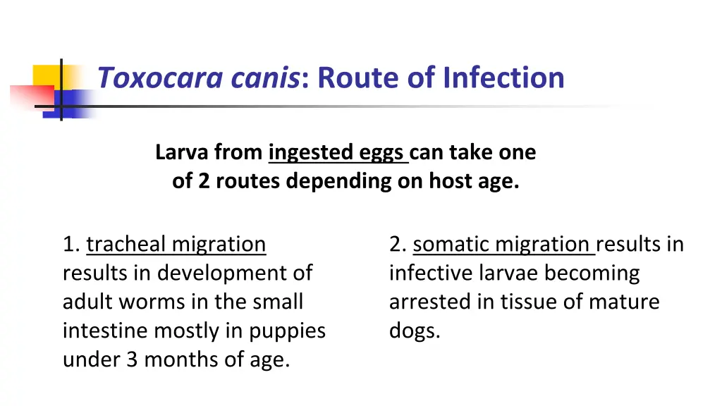 toxocara canis route of infection 1