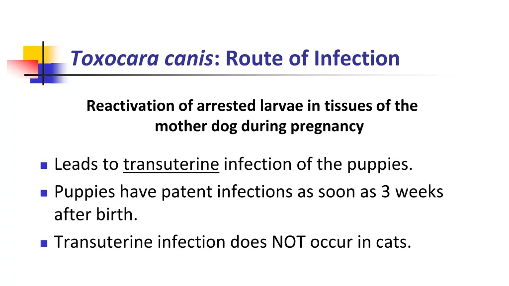 toxocara canis route of infection 3