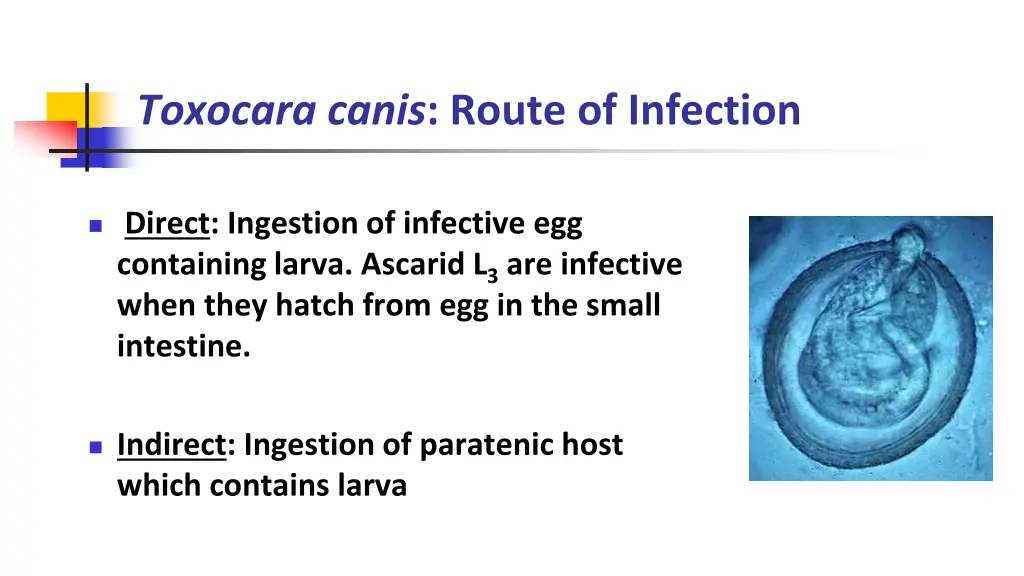 toxocara canis route of infection