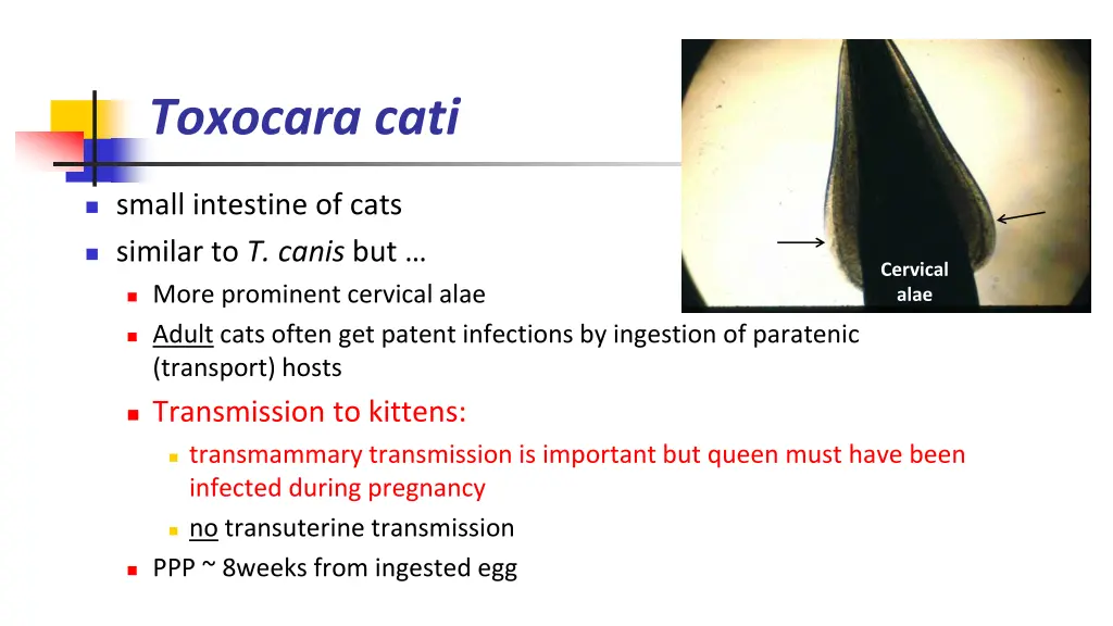 toxocara cati