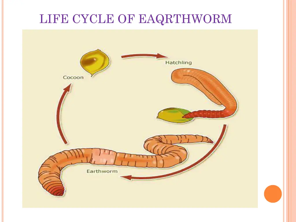 life cycle of eaqrthworm