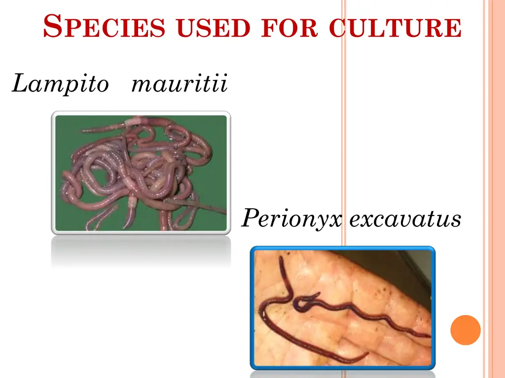 s pecies used for culture