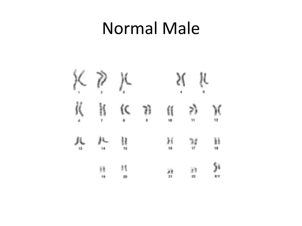 normal male