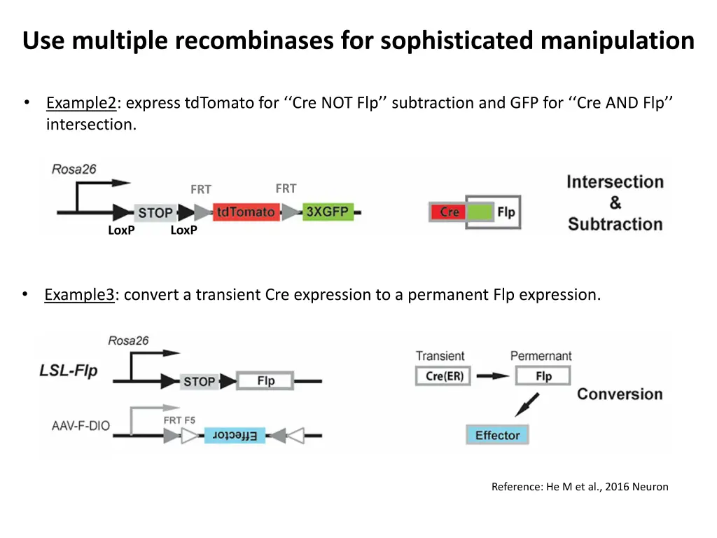 use multiple recombinases for sophisticated 1