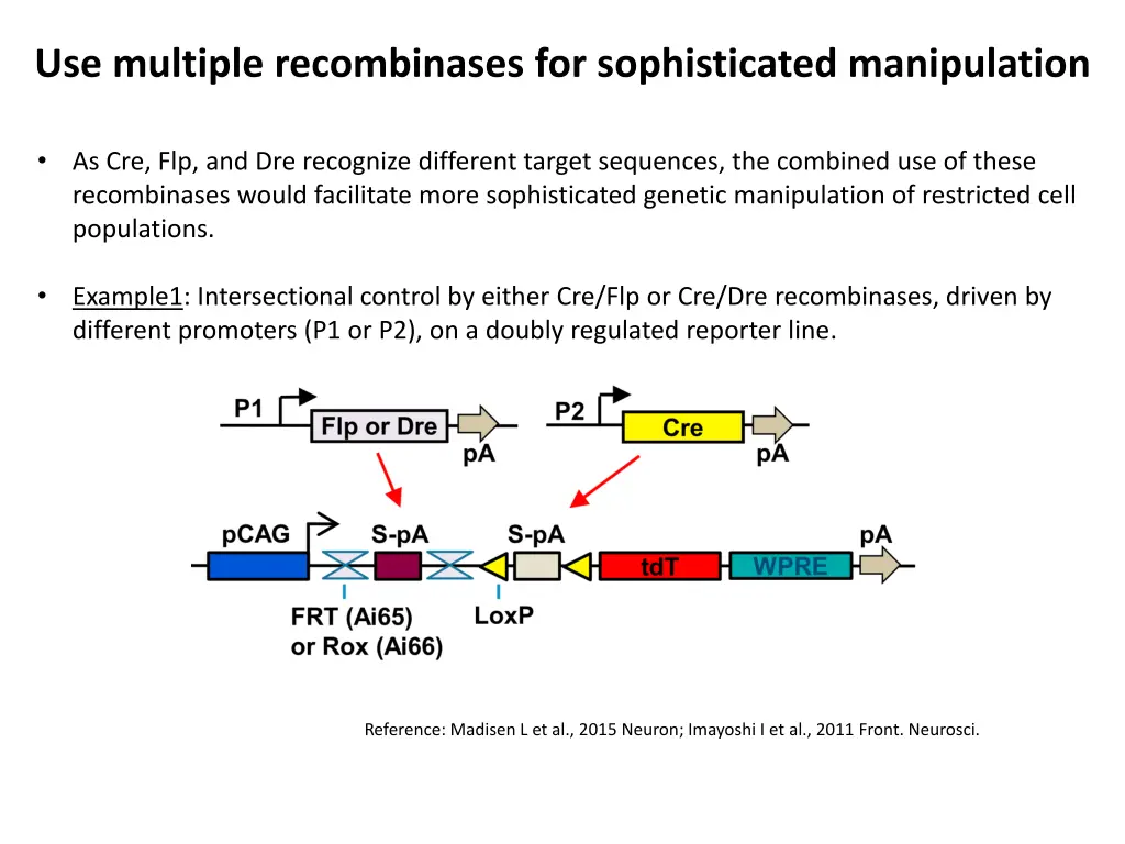 use multiple recombinases for sophisticated