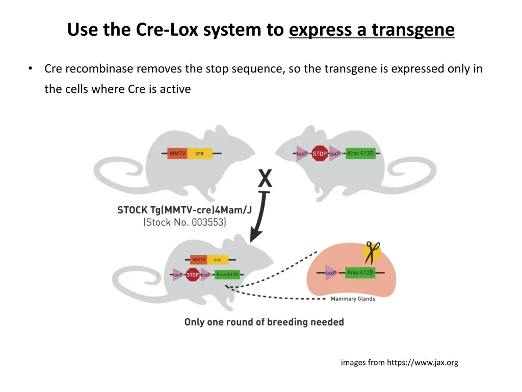 use the cre lox system to express a transgene 1